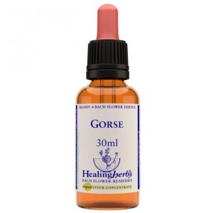 Gorse essenza 30 ml - fiore di Bach Gorse per speranza e fiducia