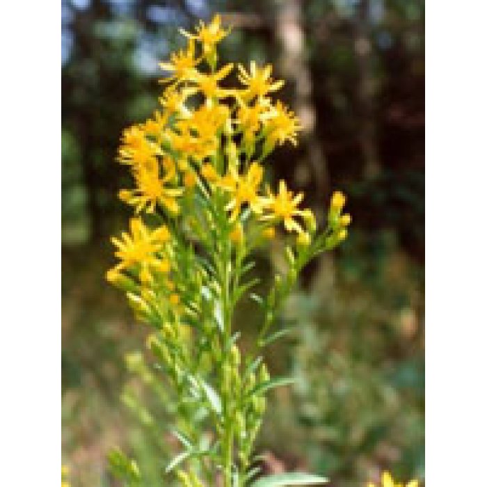TSA Solidago Virgaurea 50 ml - soluzione fitoterapica drenante a base di solidago