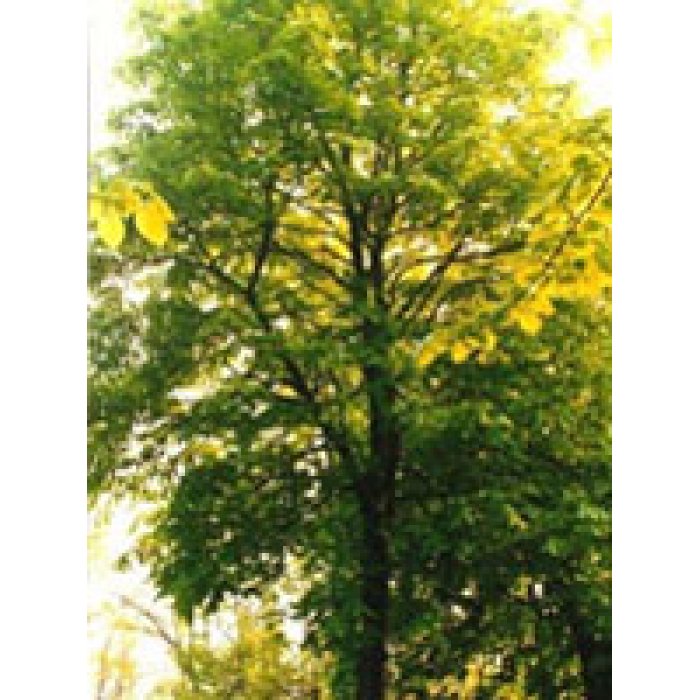 TSA Tilia europea 50 ml - estratto vegetale di tiglio europeo in gocce
