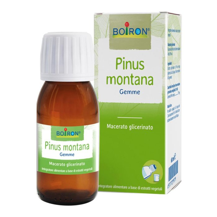 Pinus Montana (Pino Mugo) Macerato Glicerico 60 ml – Estratto Gemmoderivato in Gocce